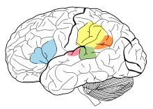 Language areas of the brain